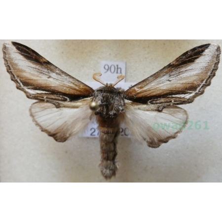 Pheosia tremula (Clerck, 1759) male Garbatka osinówka Poland90h